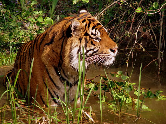 File:I'm a tiger, a cat of prey....jpg