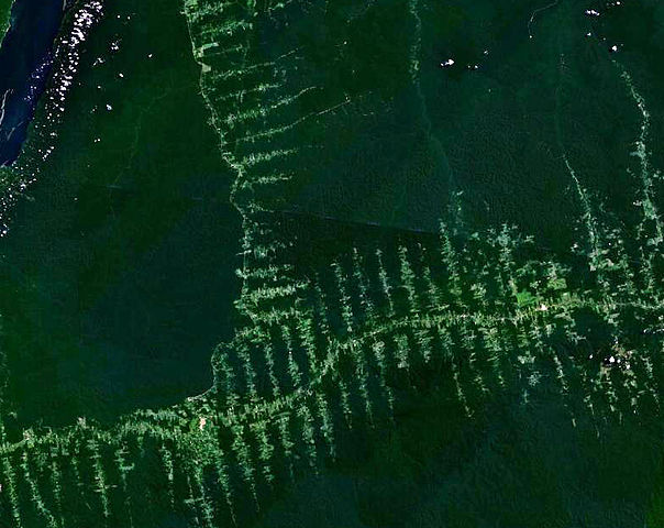 File:Amazonie deforestation.jpg