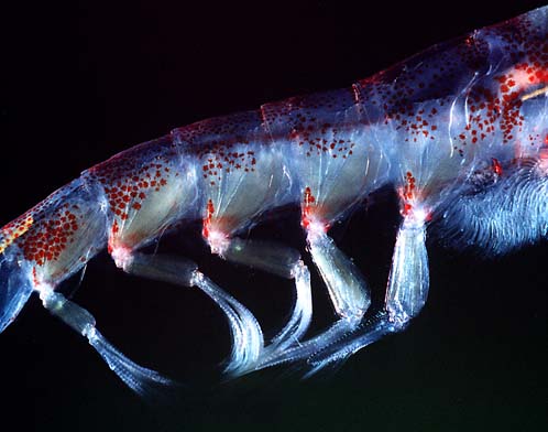 File:Pleopods euphausia superba.jpg