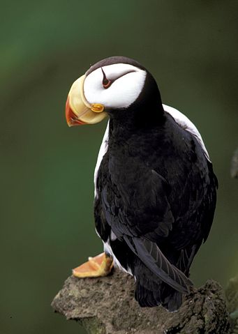 File:Fratercula corniculataUSFWSSL0002774.jpg