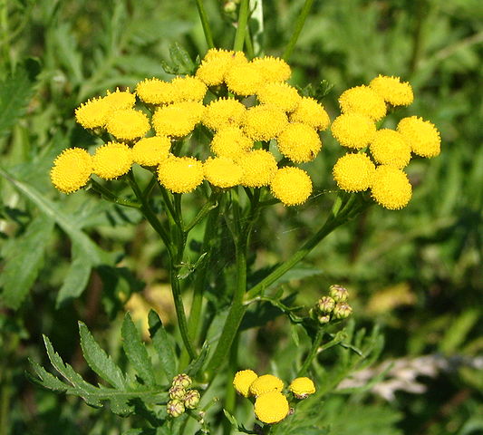 File:Tanacetum vulgare bgiu.jpg