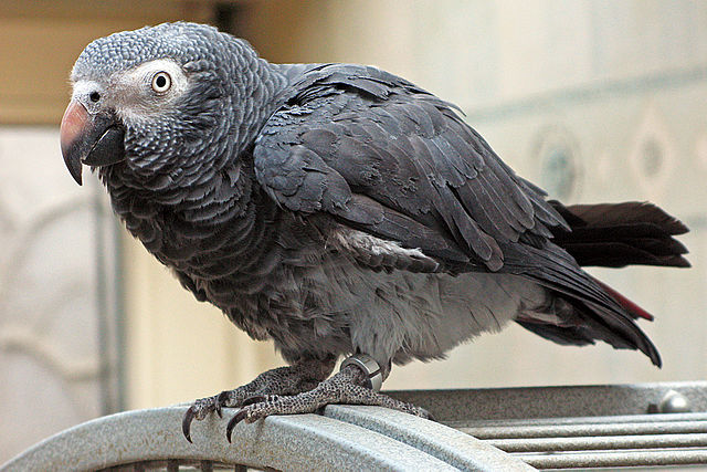 File:Psittacus erithacus timneh-parrot on cage.jpg