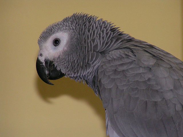 File:Psittacus erithacus -juvenile -side upper body.jpg