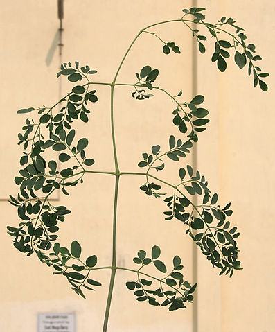 File:Sonjna (Moringa oleifera) leaf at Kolkata W IMG 2119.jpg