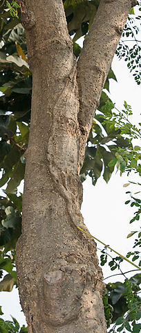 File:Sonjna (Moringa oleifera) trunk at Kolkata W IMG 2128.jpg