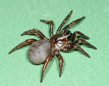 File:Latouchia.swinhoei.kume.female.-.tanikawa.jpg