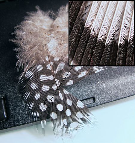 File:GuineaFeather.jpg
