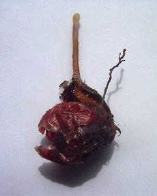 File:DroseraZonariaTuber2-.jpg