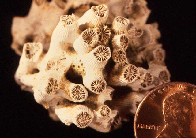 File:Cladocora.jpg