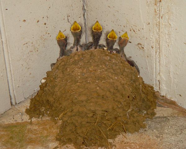 File:Swallow chicks in nest.jpg