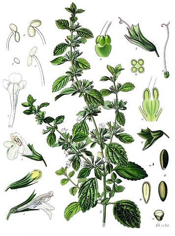 File:Melissa officinalis - K&ouml;hler&ndash;s Medizinal-Pflanzen-094.jpg