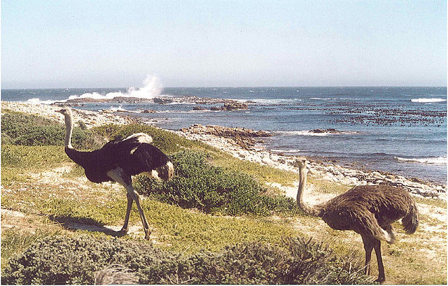 File:Ostrich SA2.jpg