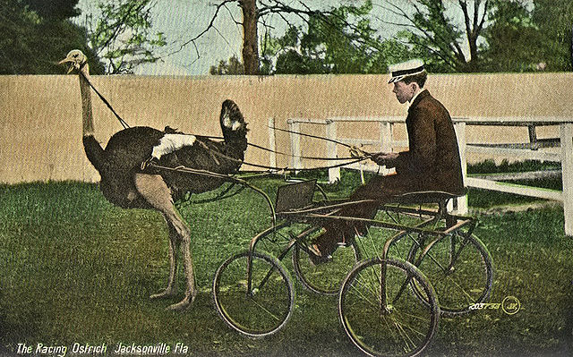 File:OstrichCartJacksonville1.jpg