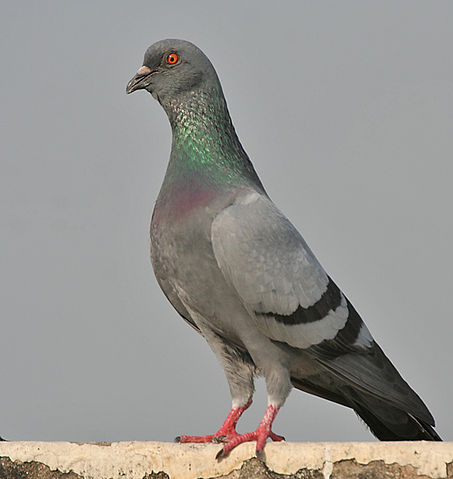 File:Blue Rock Pigeon (Columba livia) in Kolkata I IMG 9762.jpg