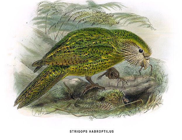 File:Kakapo2.jpg