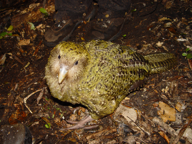 File:Strigops habroptilus 1.jpg