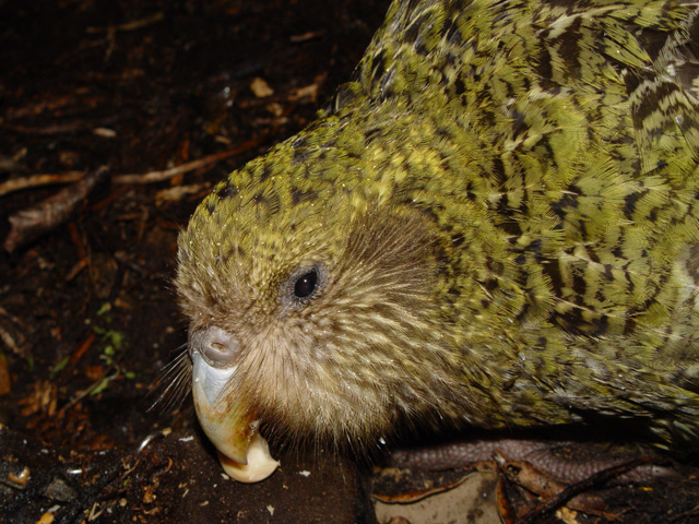 File:Strigops habroptilus, face.jpg
