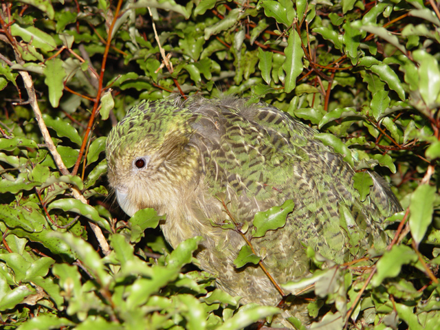 File:Strigops habroptilus, camouflage.jpg