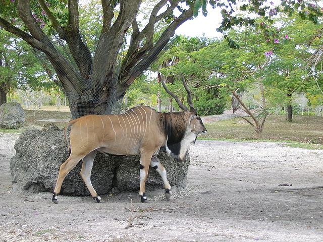 File:Tragelaphus strepsiceros 2.jpg