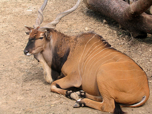 File:Houston Giant Eland.jpg