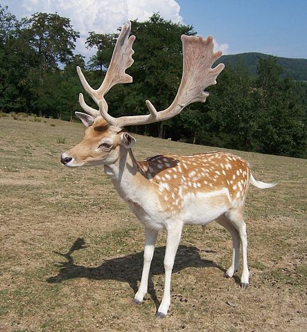 File:Dama dama8.JPG