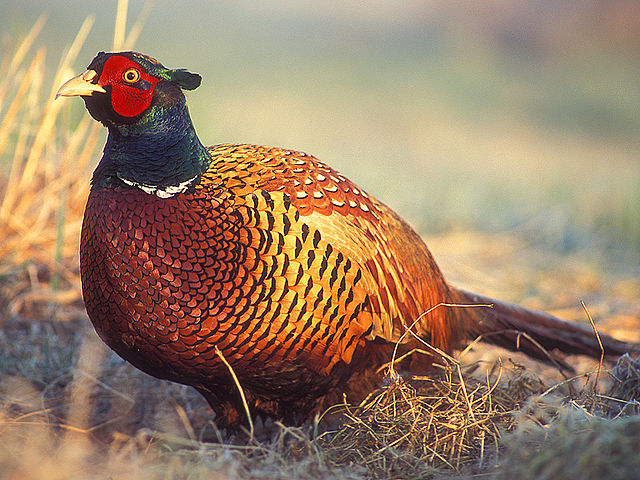 File:Phasianus colchicus 2 tom (Lukasz Lukasik).jpg