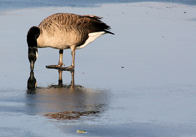 File:Canadian Goose.jpg