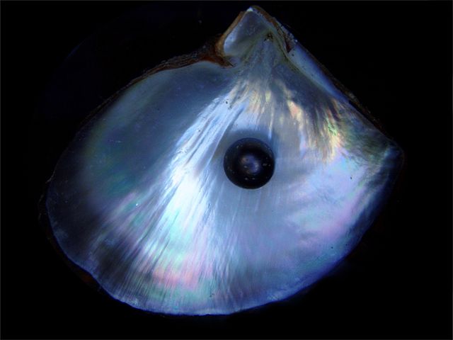 File:Black pearl and his shell.jpg