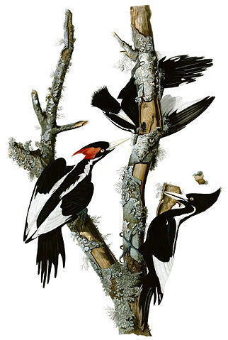 File:Campephilus principalisAWP066AA2.jpg