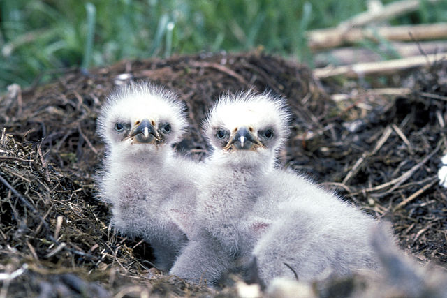 File:Haliaeetus leucocephalus1.jpg