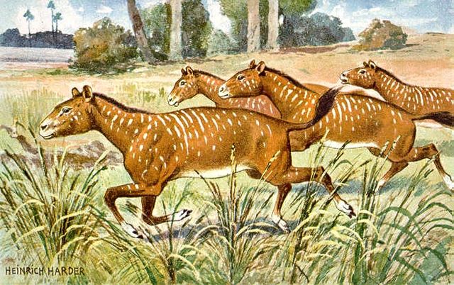 File:Mesohippus.jpg