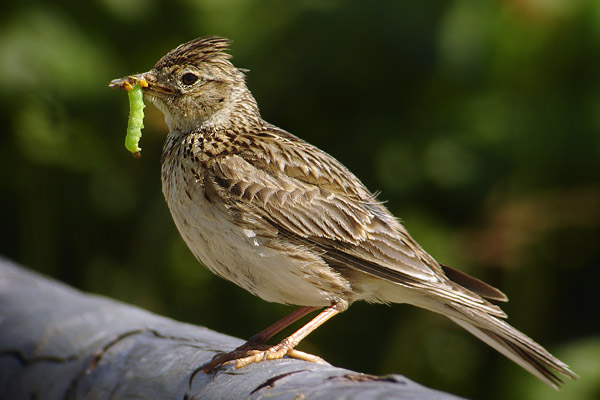 File:Alauda arvensis 2.jpg