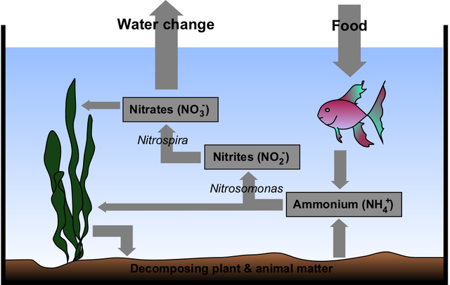 File:Aquarium Nitrogen Cycle.png