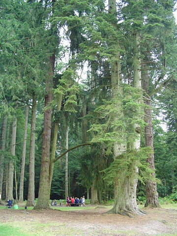 File:NewForestPicnic.jpg
