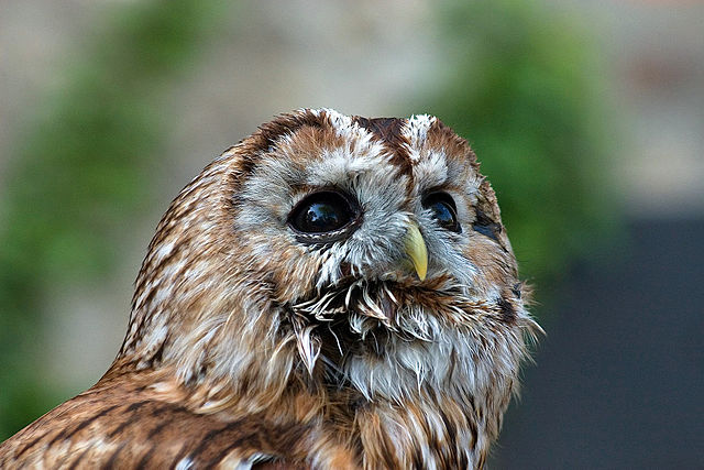 File:Strix aluco.jpg