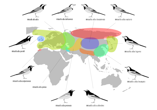 File:MotacillaAlbaDistribution.svg