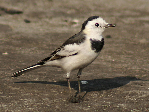 File:White Wagtail- (Non-breeding- leucopsis race) at Kolkata I1 IMG 5597.jpg