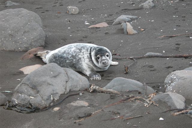 File:Young seal at beach in the faroe islands (behind rocks).JPG
