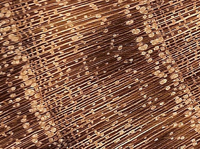File:Black locust end grain pores 2.jpg