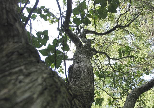 File:LightningVolt Twisting Branch Lilac tree.jpg