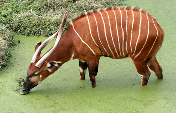 File:Tragelaphus eurycerus isaaciPCCA20071227-8374B.jpg
