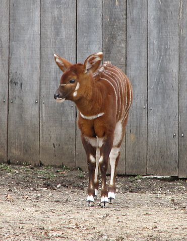 File:Baby Bongo 002.jpg