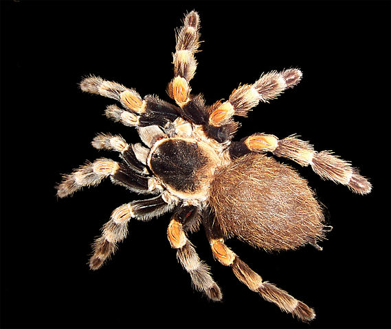 File:Brachypelma edit.jpg