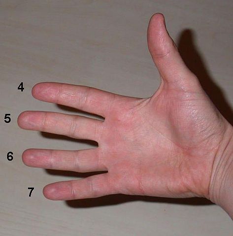 File:NumberedRightHand.jpg