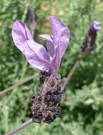 File:LavendarFlower.jpg