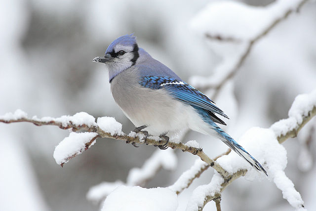 File:Cyanocitta-cristata-004.jpg