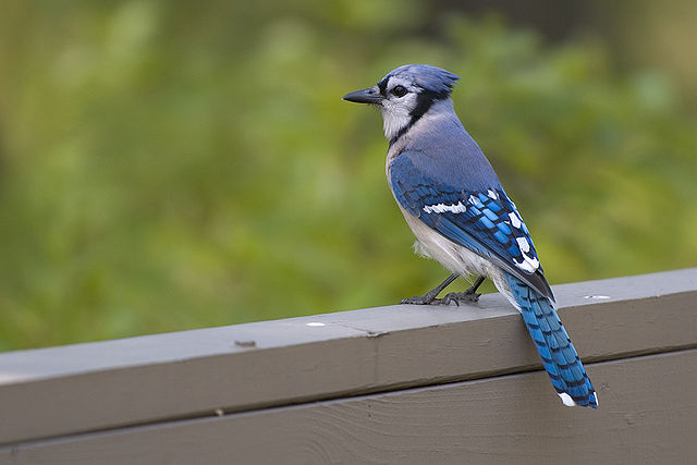 File:Cyanocitta cristata2.jpg