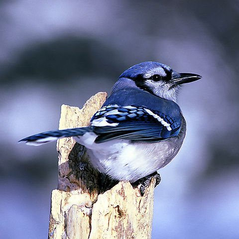 File:Cyanocitta cristata FWS.jpg