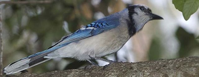 File:Geai bleu.jpg