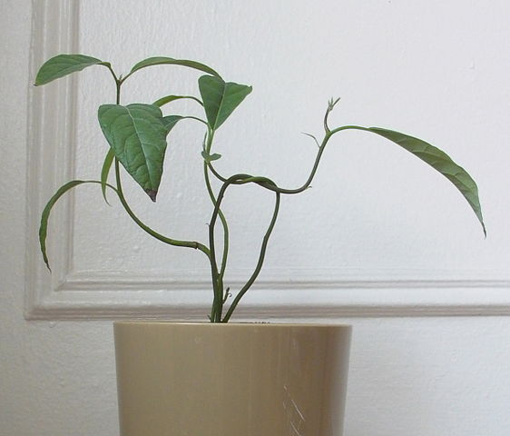File:Avocadoashouseplantb.jpg